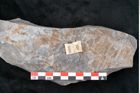 Foto (Detailansicht) von Asterophyllites sp.  (NHMW-GEO-2024-0188-10993)